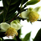 Tea plant flower