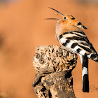 Hoopoe