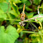 Ground skimmer female
