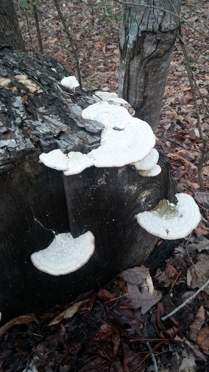 shelf mushroom