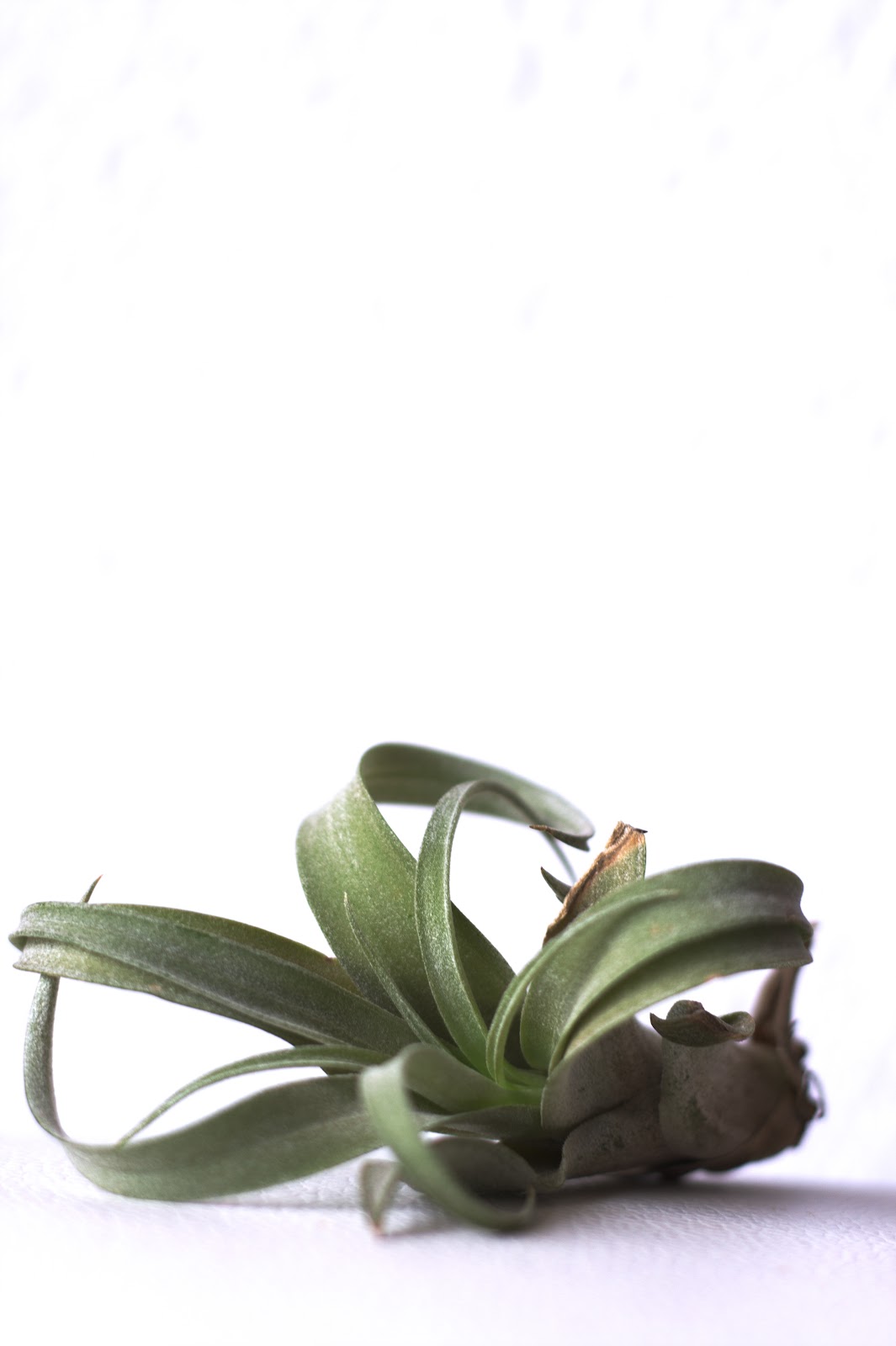 Tillandsia streptophylla air plant