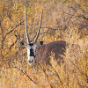 African Oryx