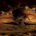 Spring Peeper