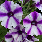 Shock Wave Tie Dye Purple Petunia