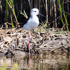 Black-winged Stilt; Cigüeñuela