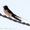 Barn Swallow; Golondrina Común