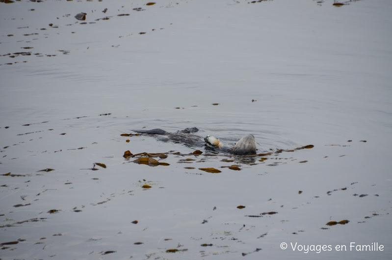 Morro Bay - loutres de mer