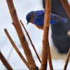 Eastern Bluebird