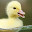 Duckling Hot Animals New Tabs HD Themes