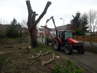 Tree pruning album cover