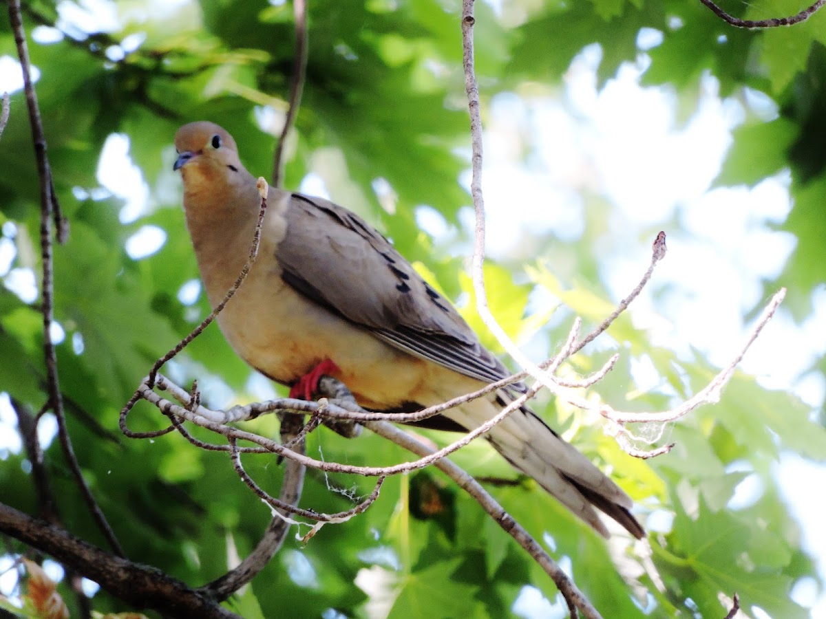 Mourning dove