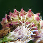 Lycaenid caterpillar