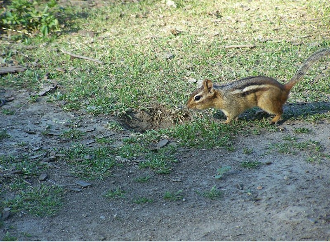 Chipmunk