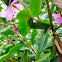 Oleander hawkmoth caterpillar