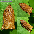 Tortrix Moth, Long Bell moth