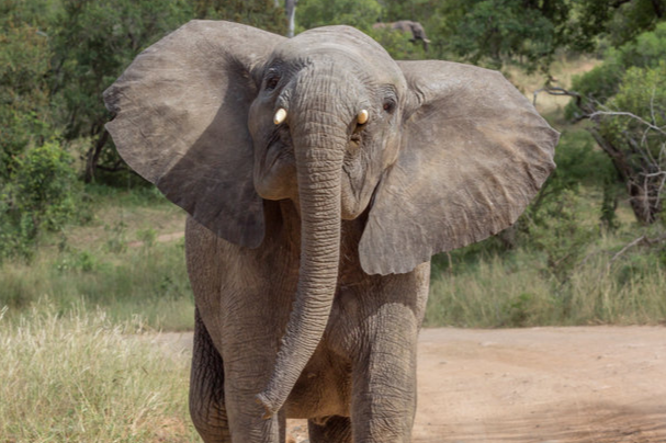 Teo Boon Ching specialises in transporting ivory, rhino horn and pangolins from Africa, the notice states. Stock photo.