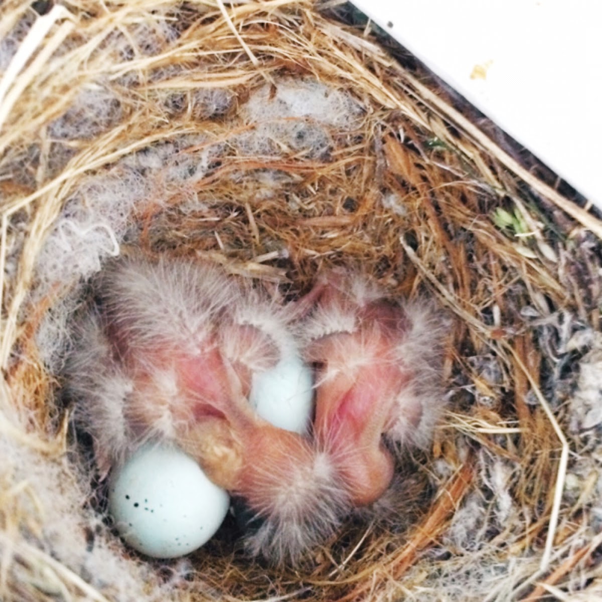 House Finch