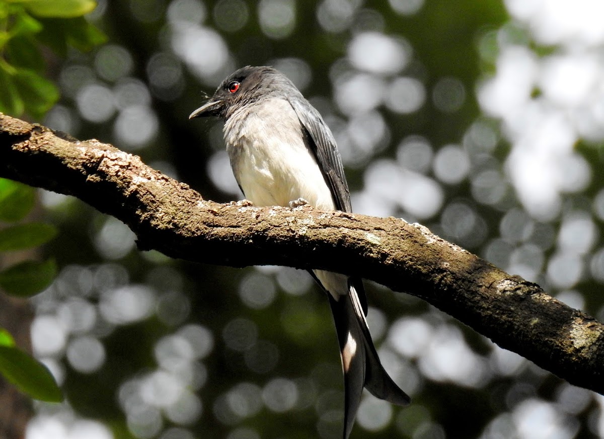 White-bellied drongo