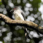 White-bellied drongo