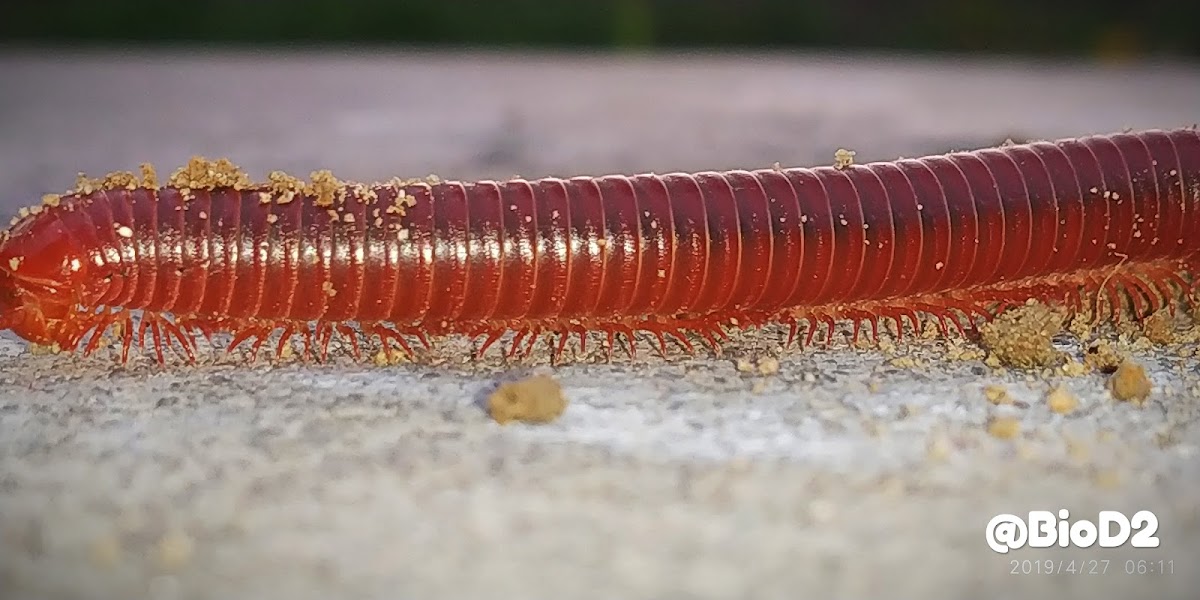 Desert Millipede