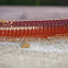 Desert Millipede