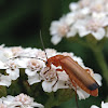 Common red soldier beetle