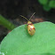 Leaf beetle