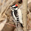 Downy Woodpecker (Adult Male)