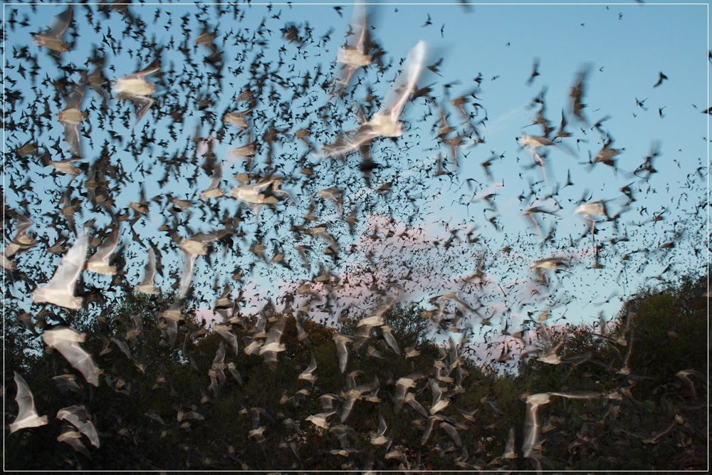 Bracken Bat Cave, a maior colônia de morcegos do mundo