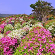 六股村杜鵑花