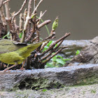 House Finches and MacGillivray’s Warbler