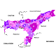 Download Know about the Districts of Assam For PC Windows and Mac