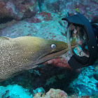 Green Moray Eel