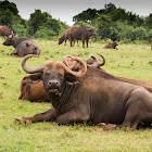 African buffalo