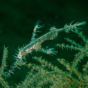 Harlequin/Ornate Ghostpipe Fish