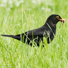 Blackbird