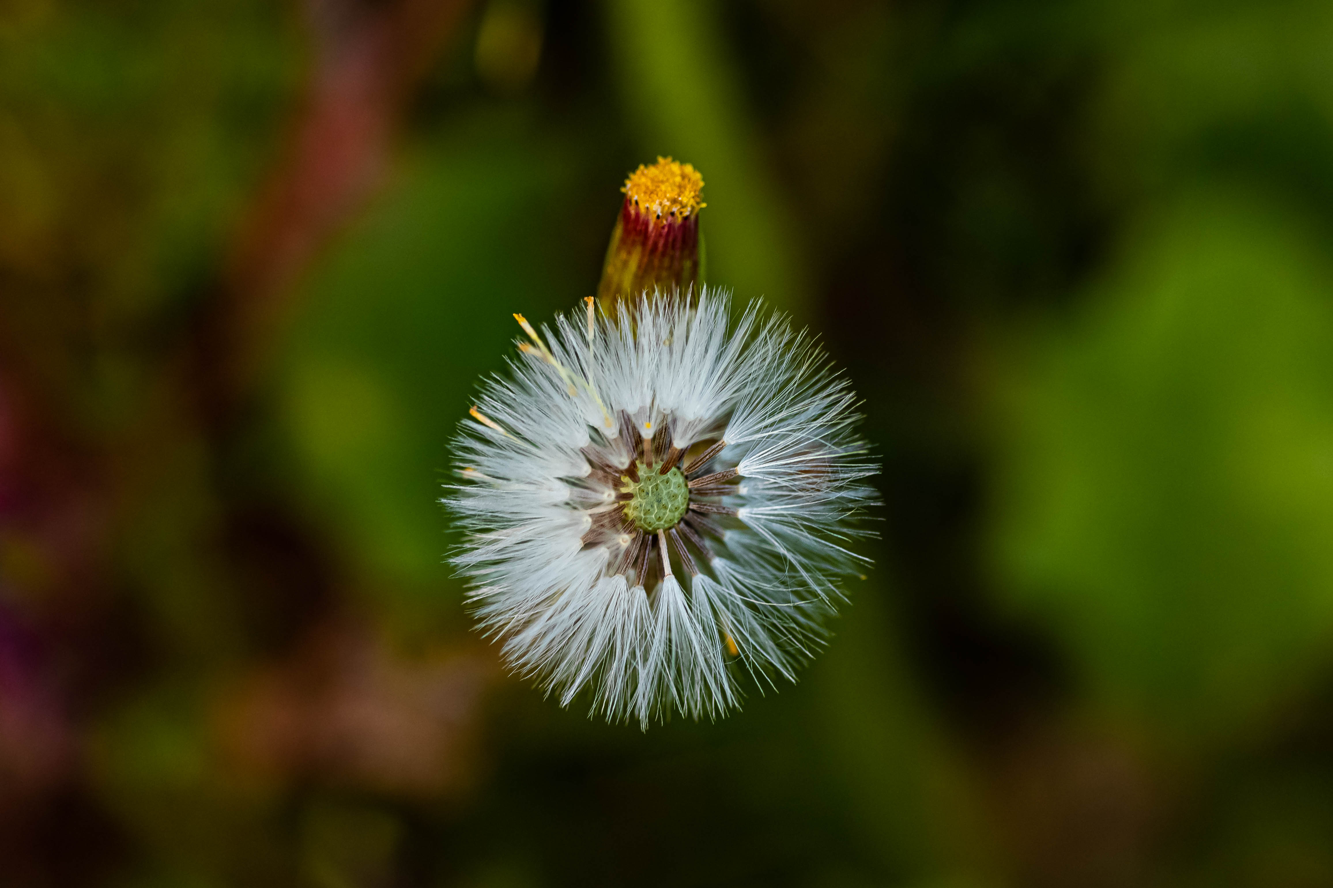 Fiori di Diego83