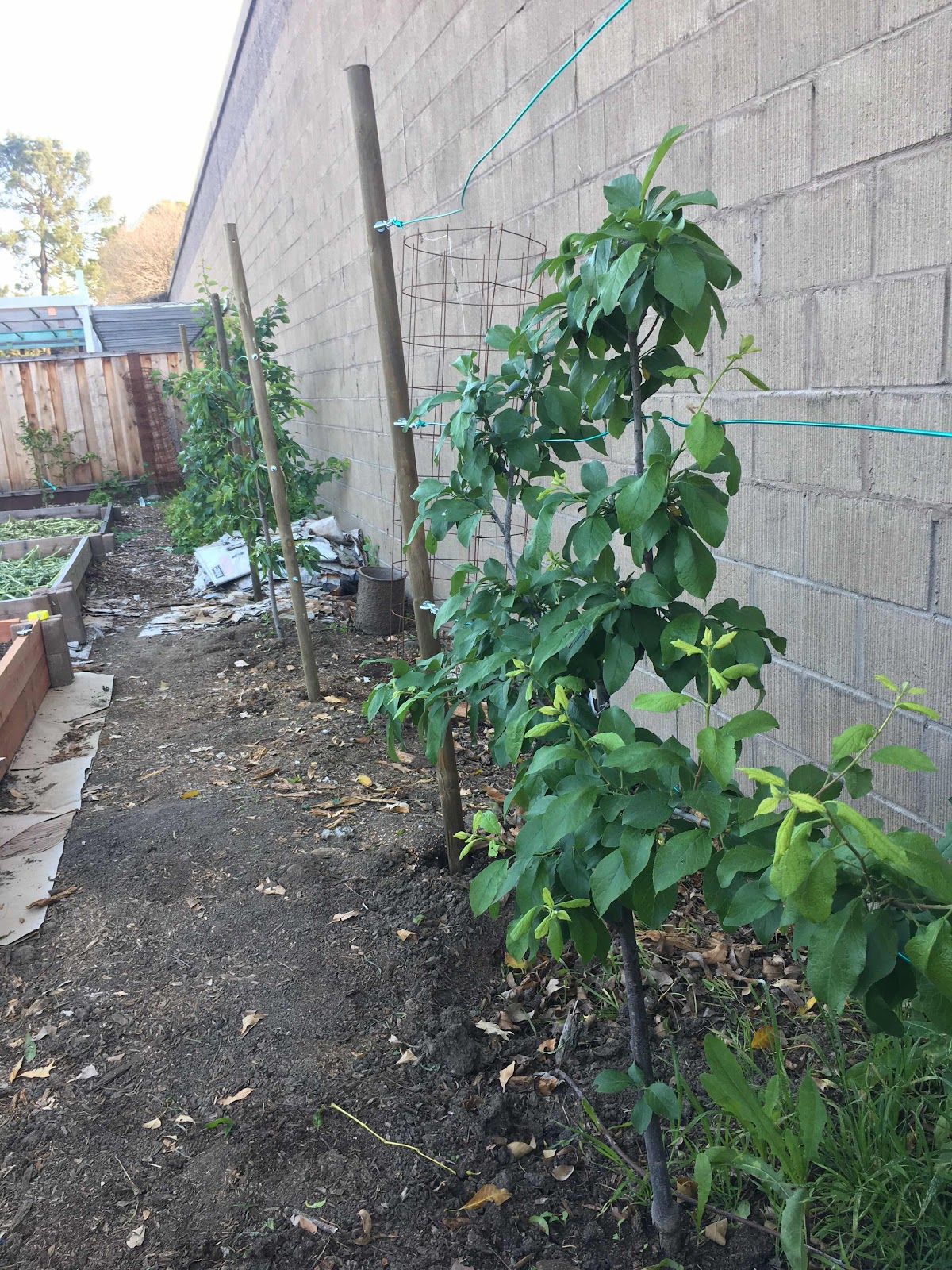 Plum espalier