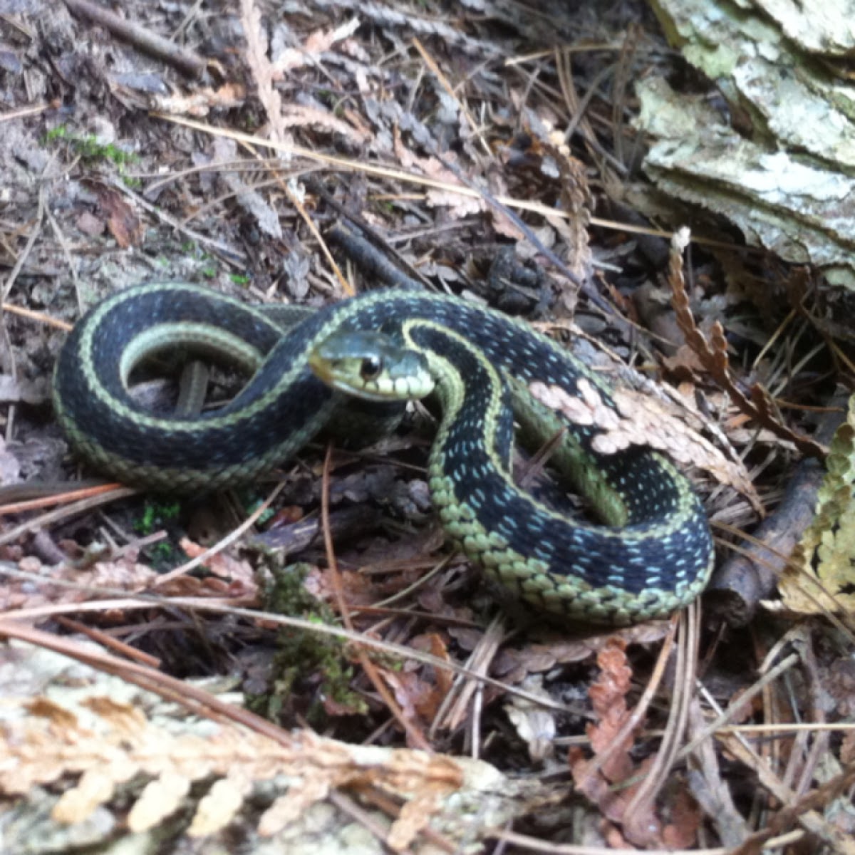 Garter Snake