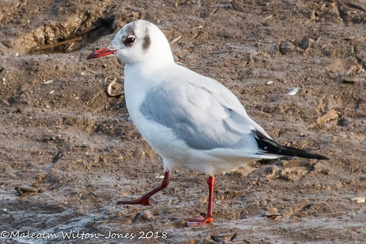 Black-headed Gull