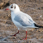 Black-headed Gull