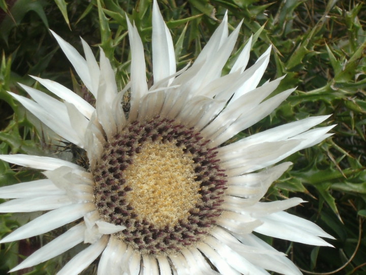 Stella alpina di albus