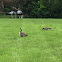 Geese and flowers