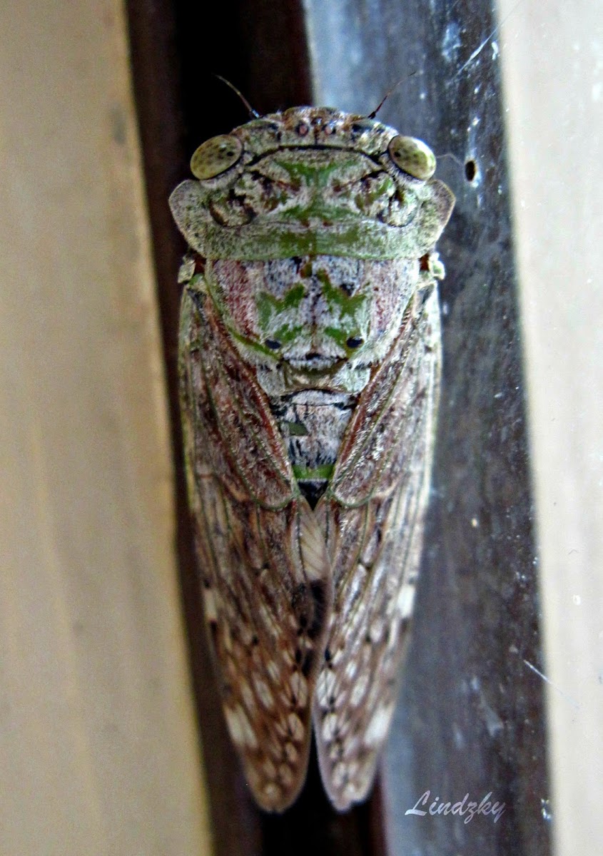 Cicada