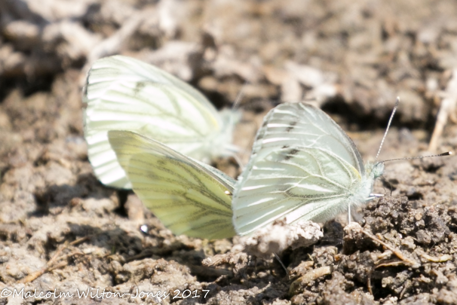 Green-veined White