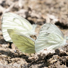 Green-veined White