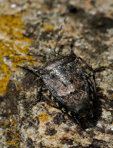 Rhaphigaster nebulosa