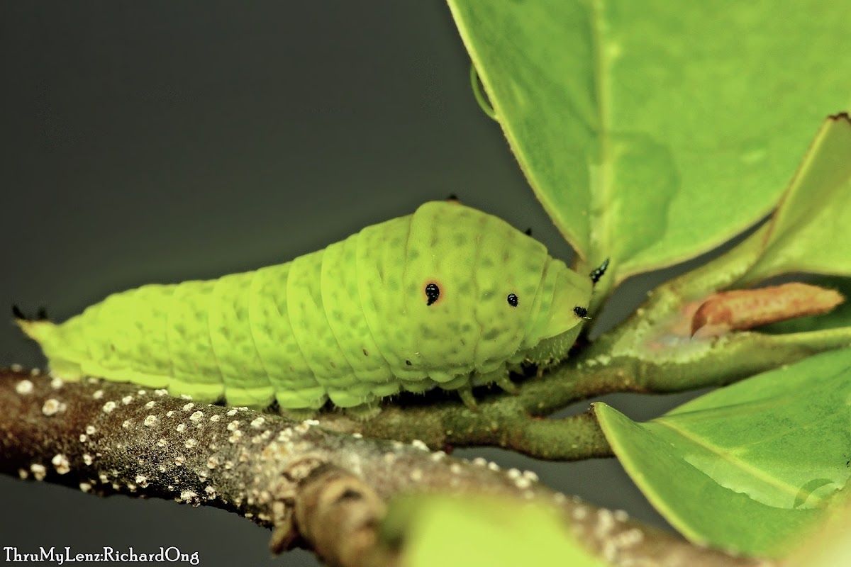 Tailed Jay