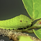 Tailed Jay