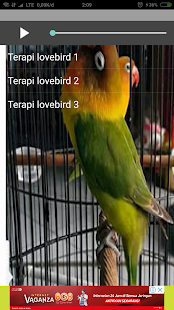 Masteran Kicau Lovebird(圖4)-速報App